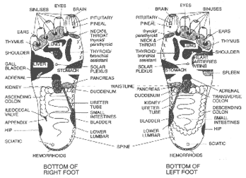 Diagram of reflex points.