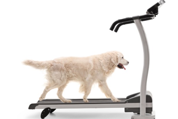 23. Best Dog Treadmills